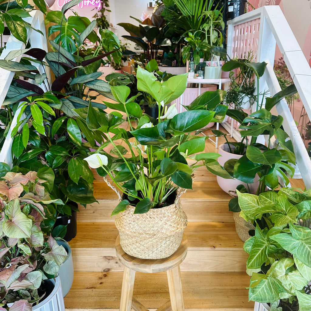 White Anthurium - 200mm (Pot Combo Option)
