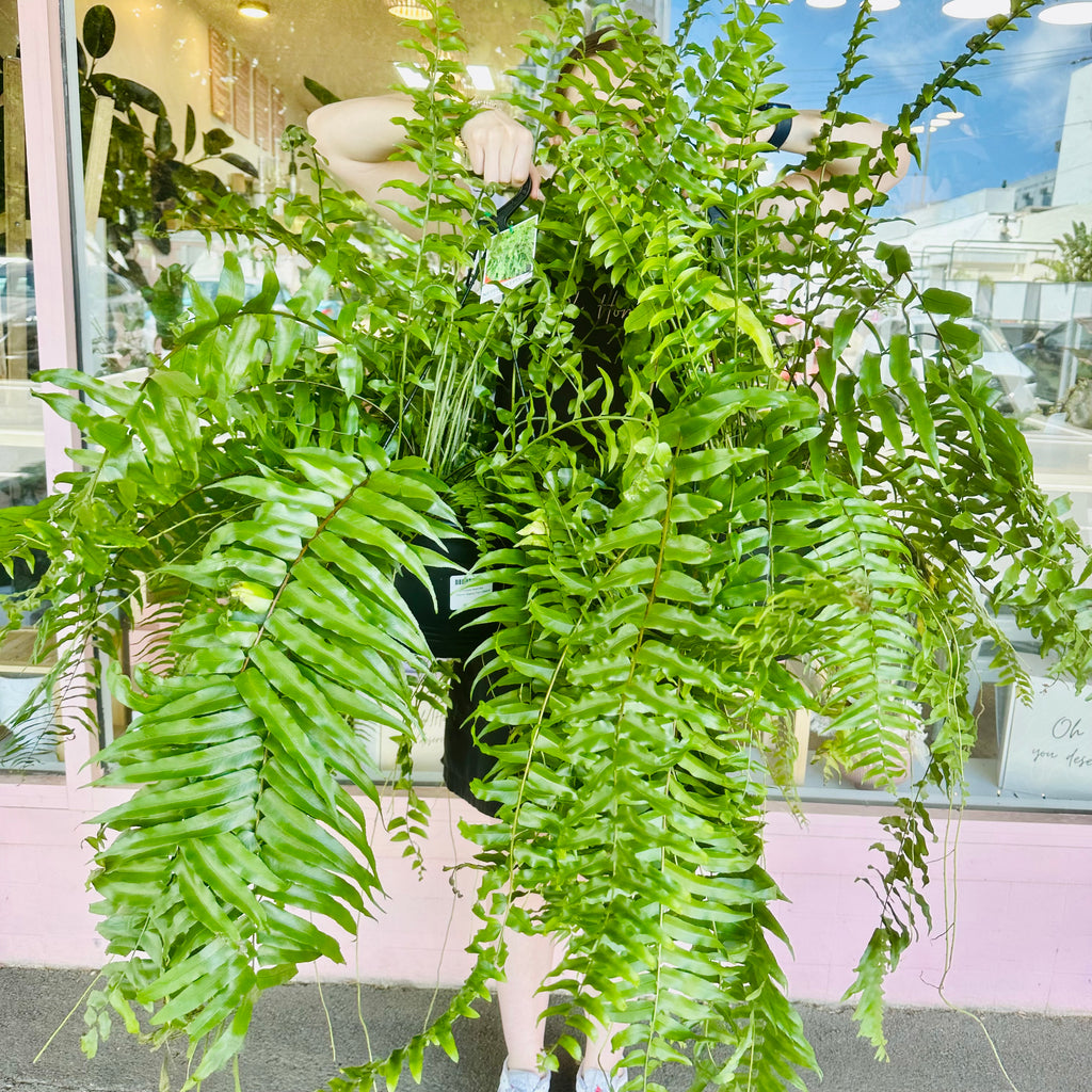 Bostern Fern - Hanging Basket