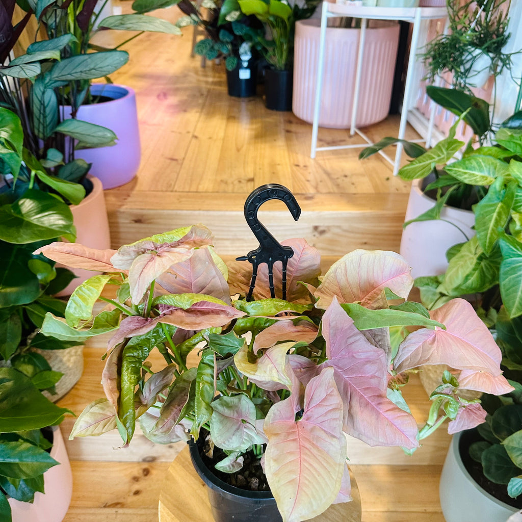 Syngonium Neon (Hanging Basket) - 175mm