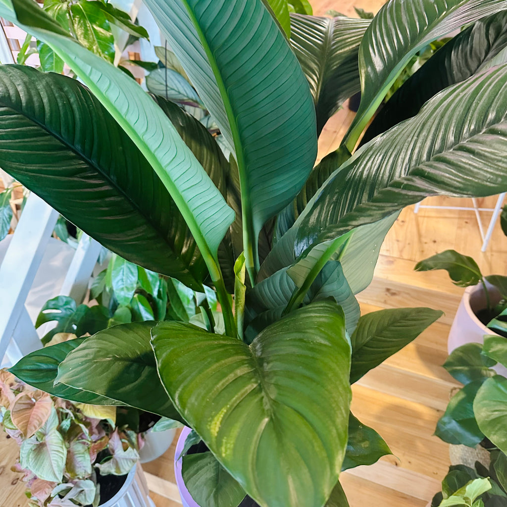 Peace Lily - 250mm (Pot Combo Option)