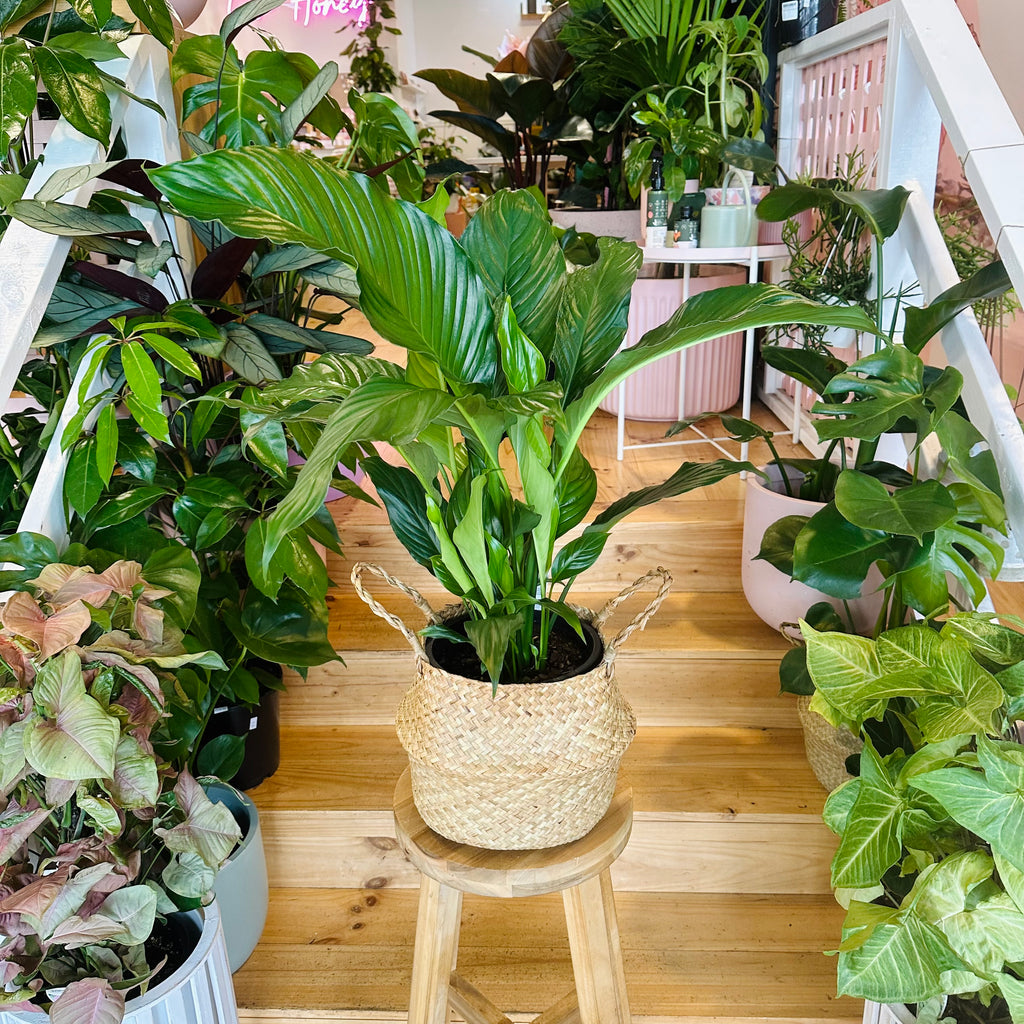 Peace Lily - 200mm (Pot Combo Option)