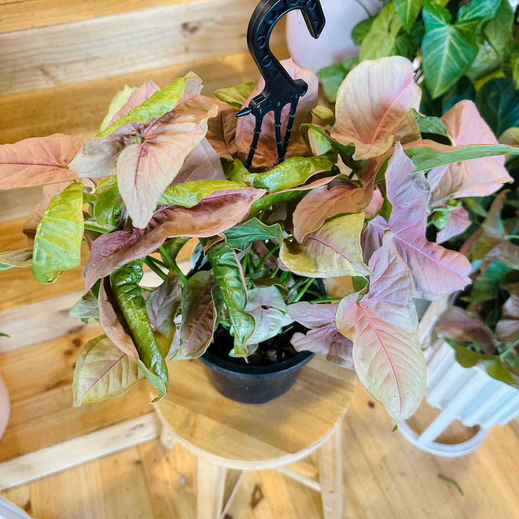 Syngonium Neon (Hanging Basket) - 175mm
