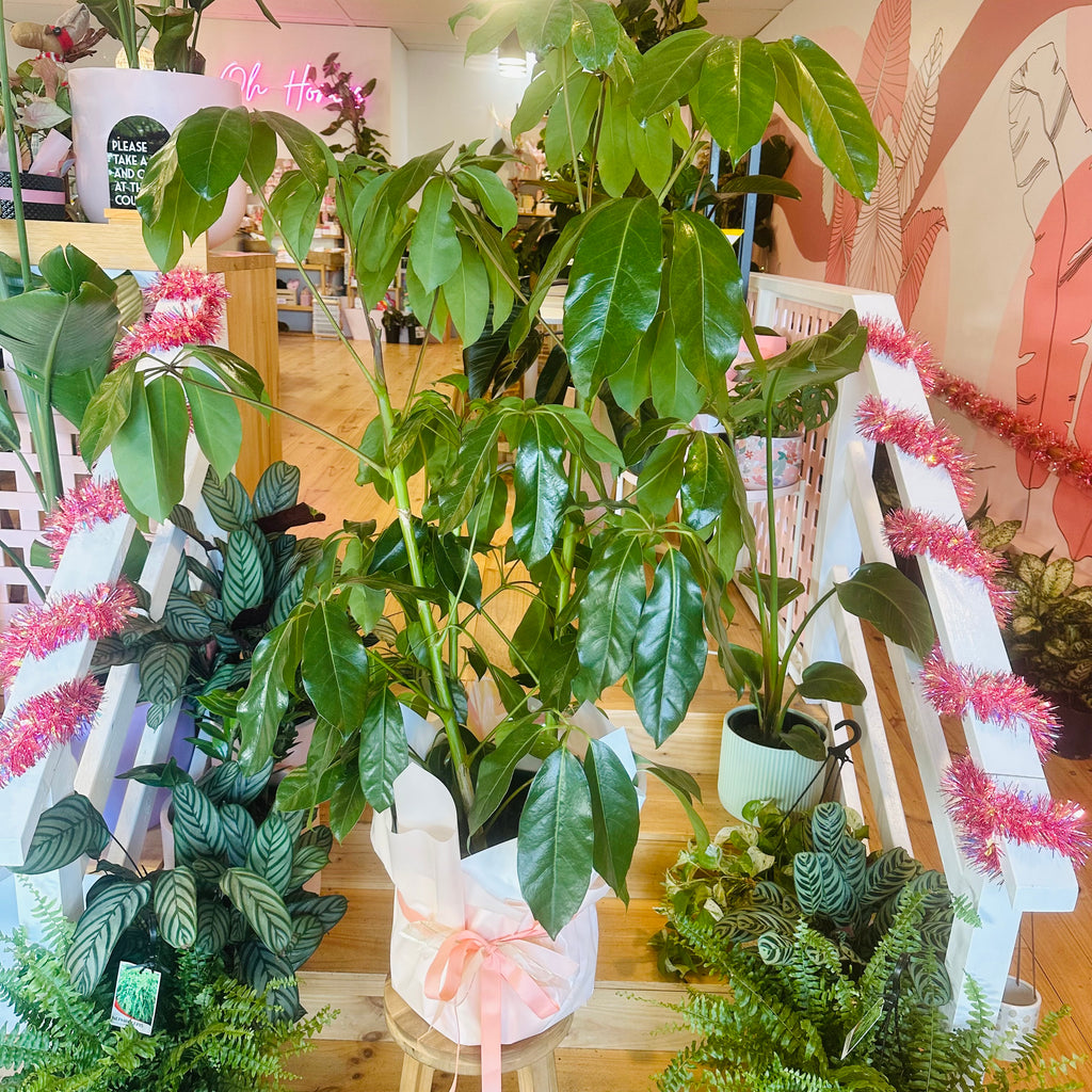 Umbrella Plant - 300mm (Pot Combo Option)