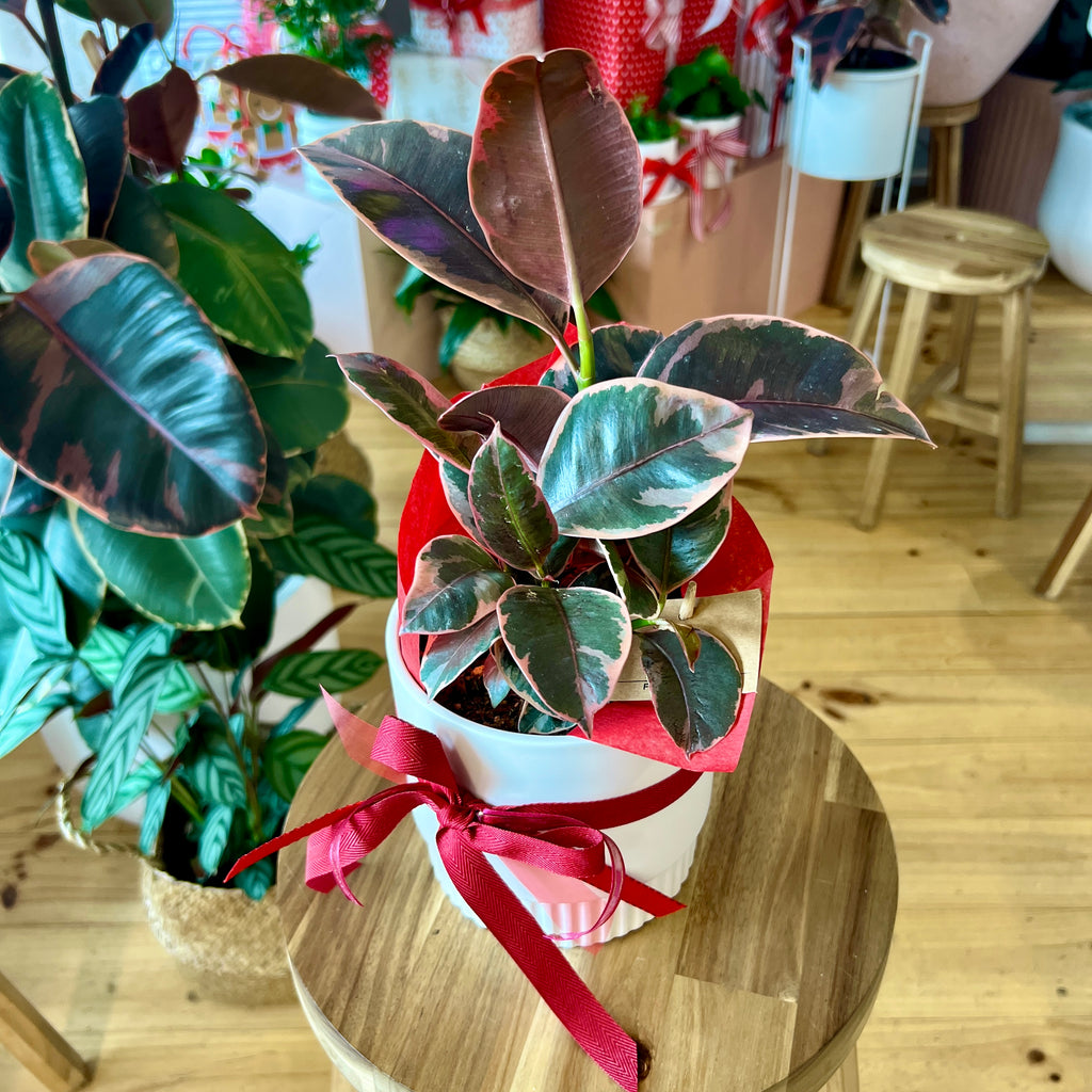 Ruby Rubber Plant + Pot Combo 120mm