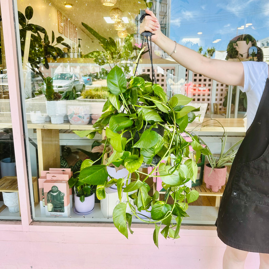 Devils Ivy - Hanging Basket