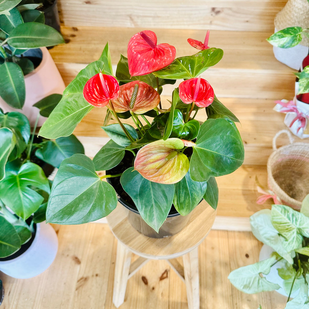 Red Anthurium