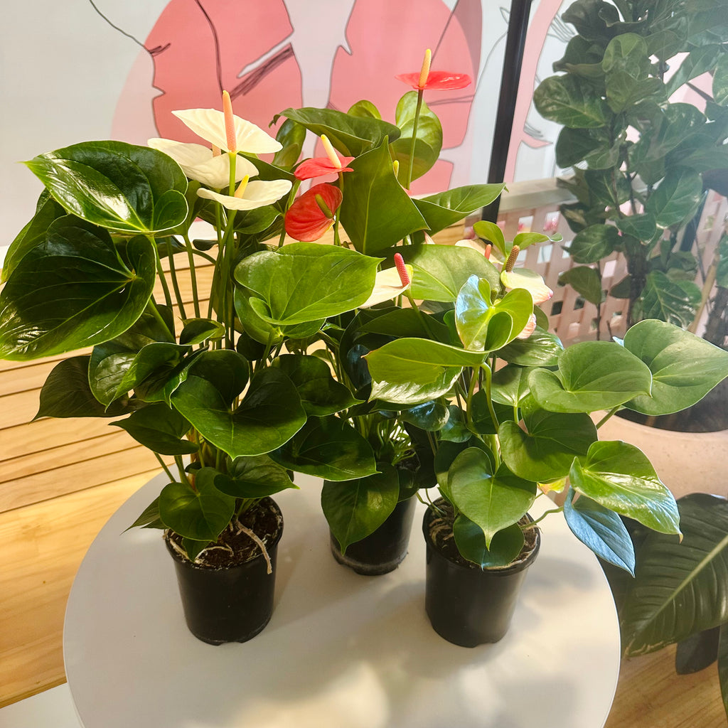 Anthurium (Assorted Colours) - 140mm