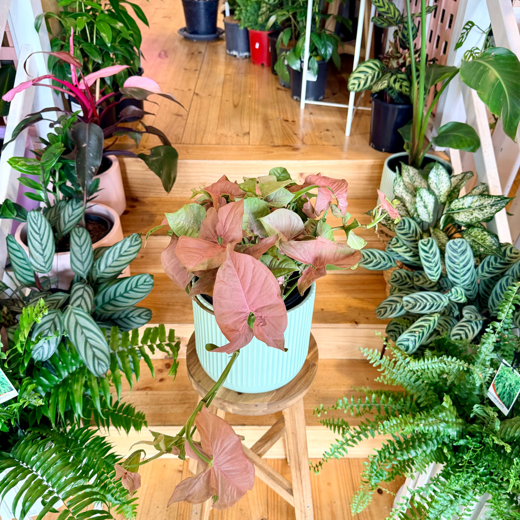 Syngonium Neon - 200mm (Pot Combo Option)