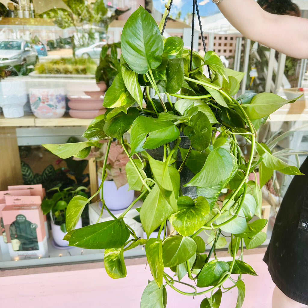 Devils Ivy - Hanging Basket