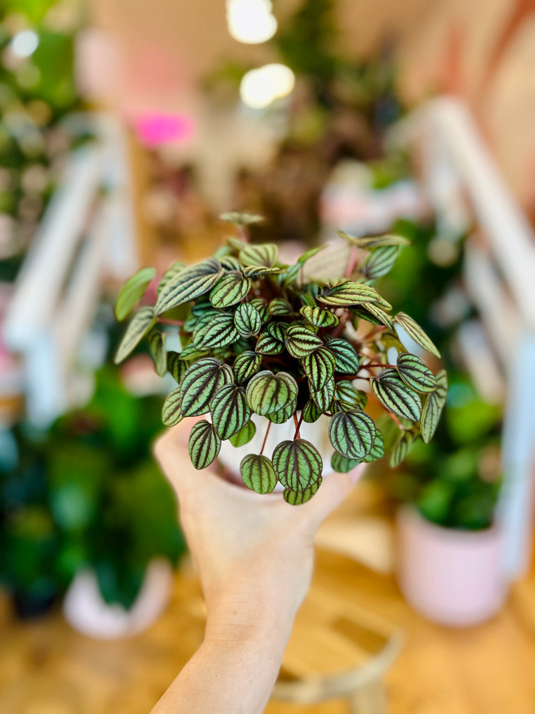 Peperomia Banda 95mm + Pot Combo