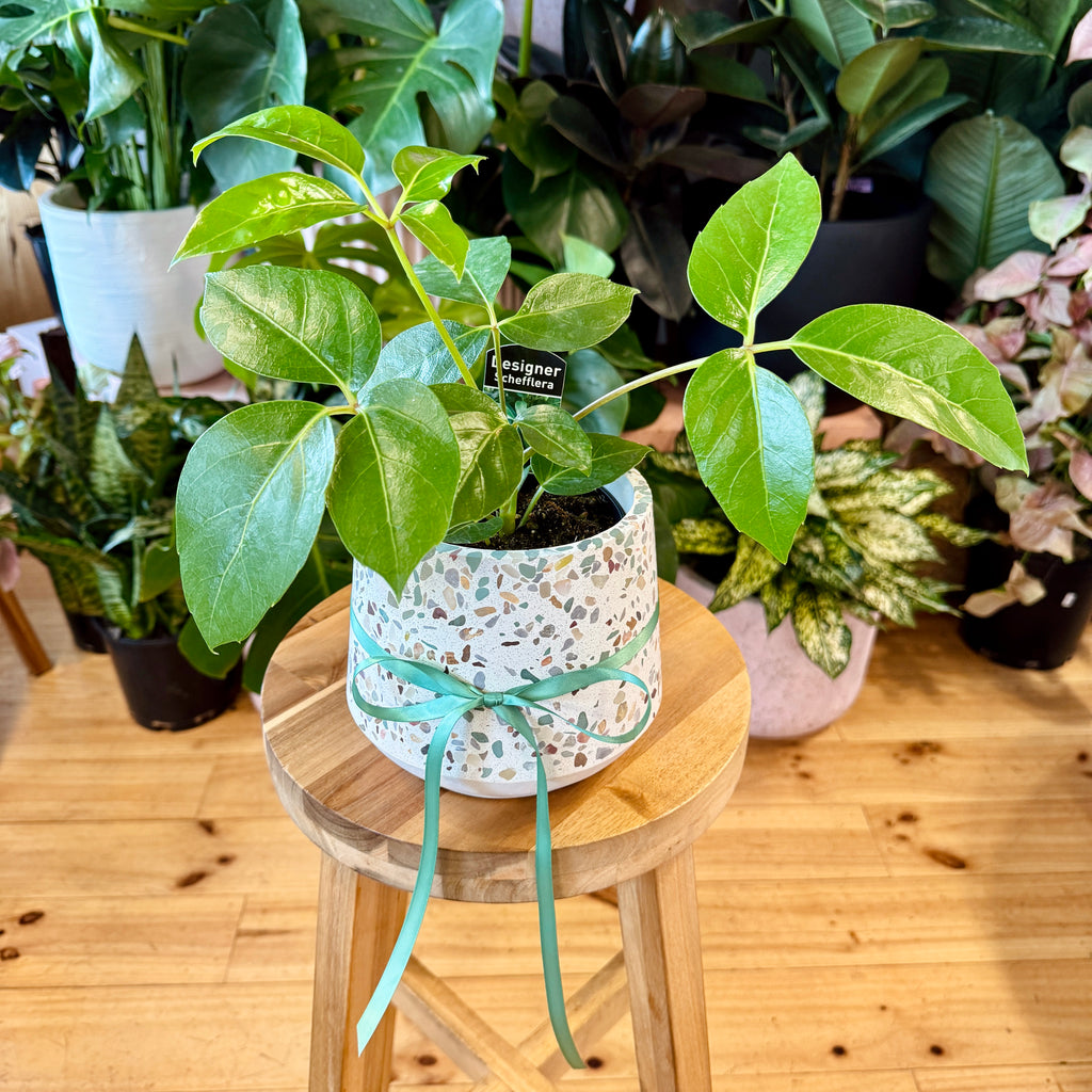 Umbrella Plant 120mm + Terrazzo Pot Combo