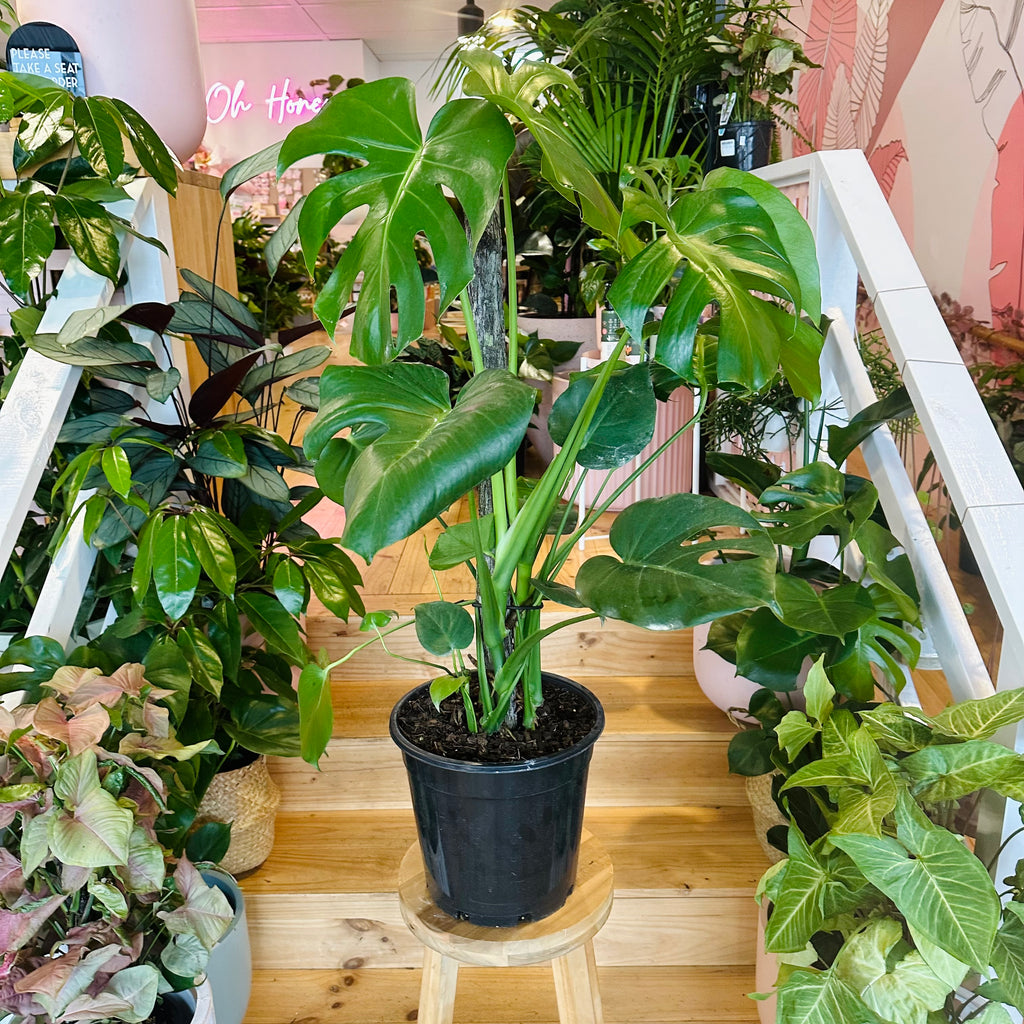 Monstera Deliciosa - 250mm (Pot Combo Option)