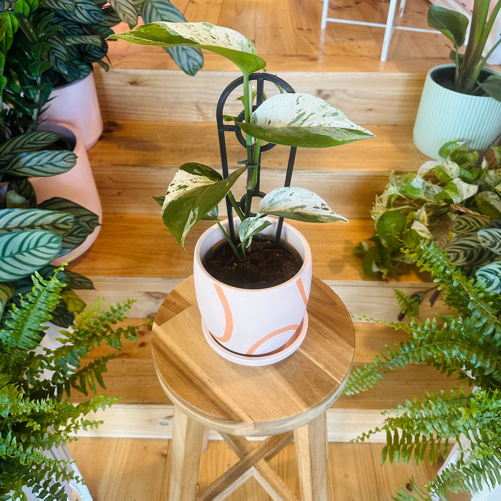 Pothos ‘Snow Queen’ - 130mm (Pot Combo Option)