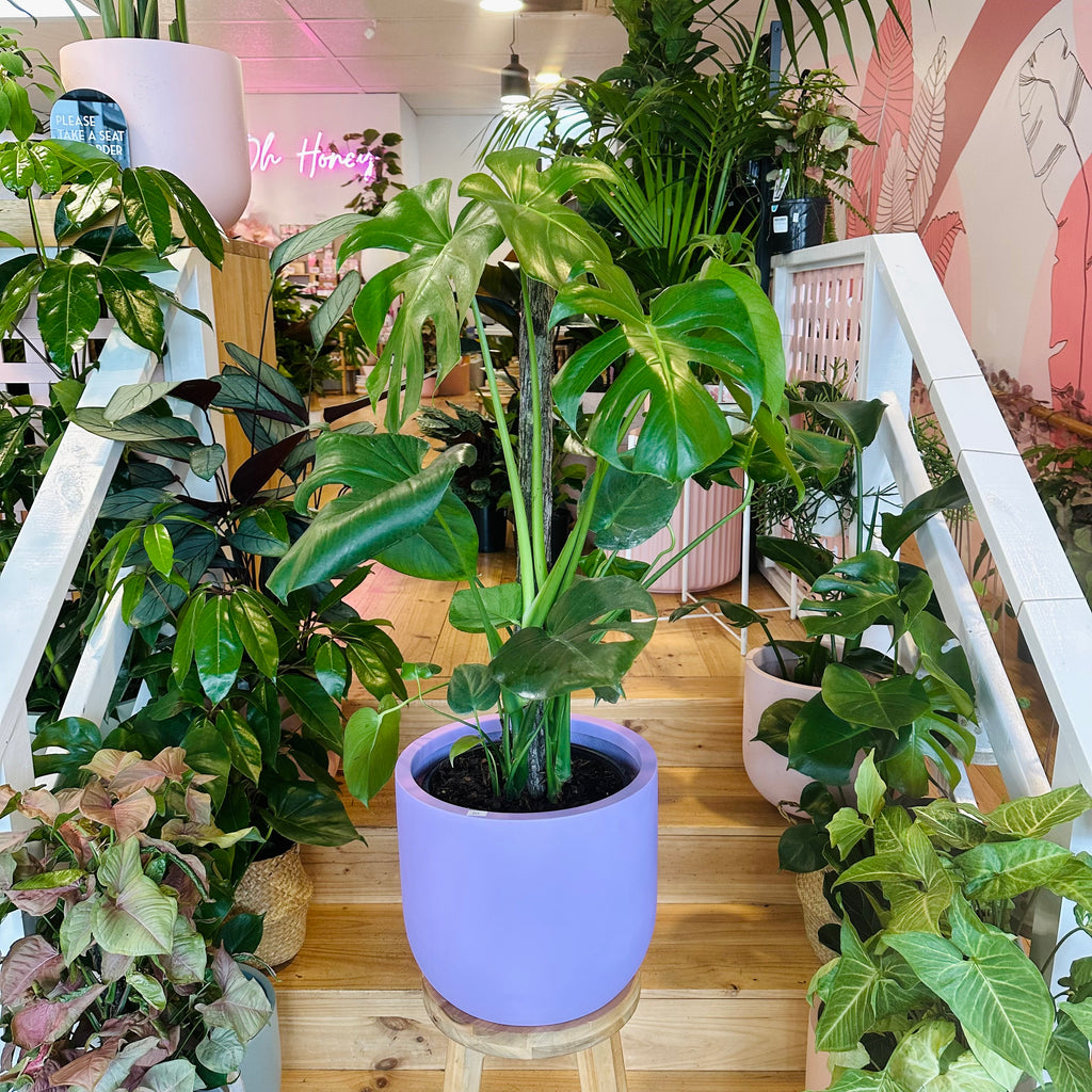Monstera Deliciosa - 250mm (Pot Combo Option)