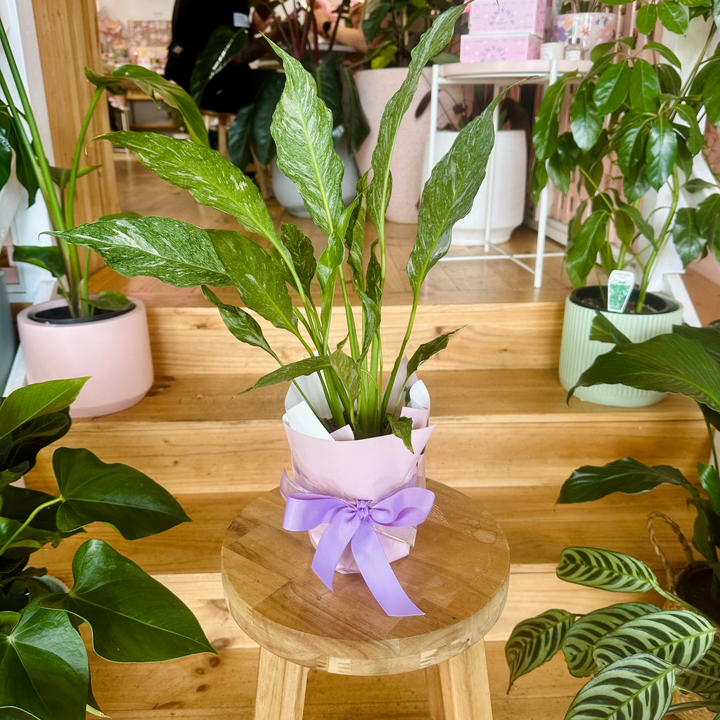 Domino Peace Lily 120mm - (Pot Combo Option)