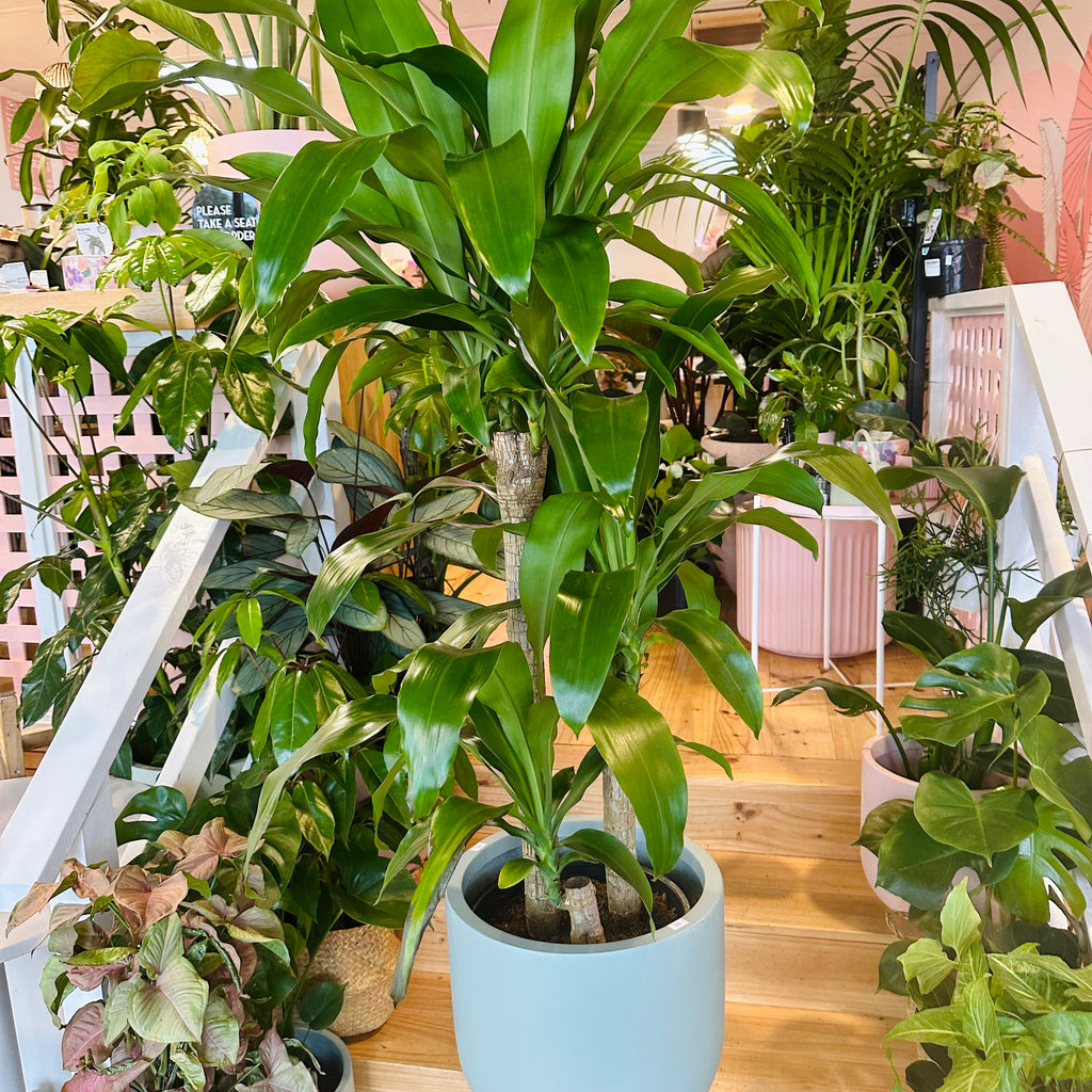 Happy Plant - 250mm