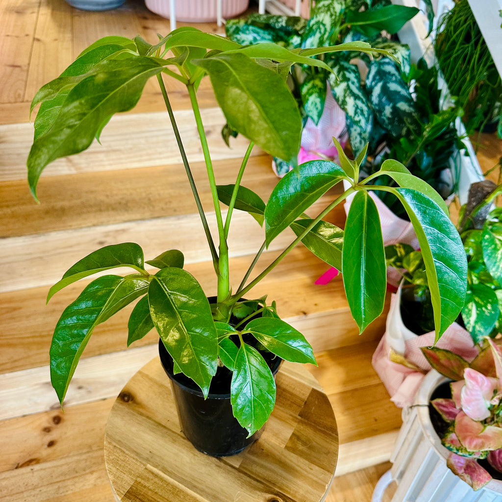 Umbrella Tree - 140mm