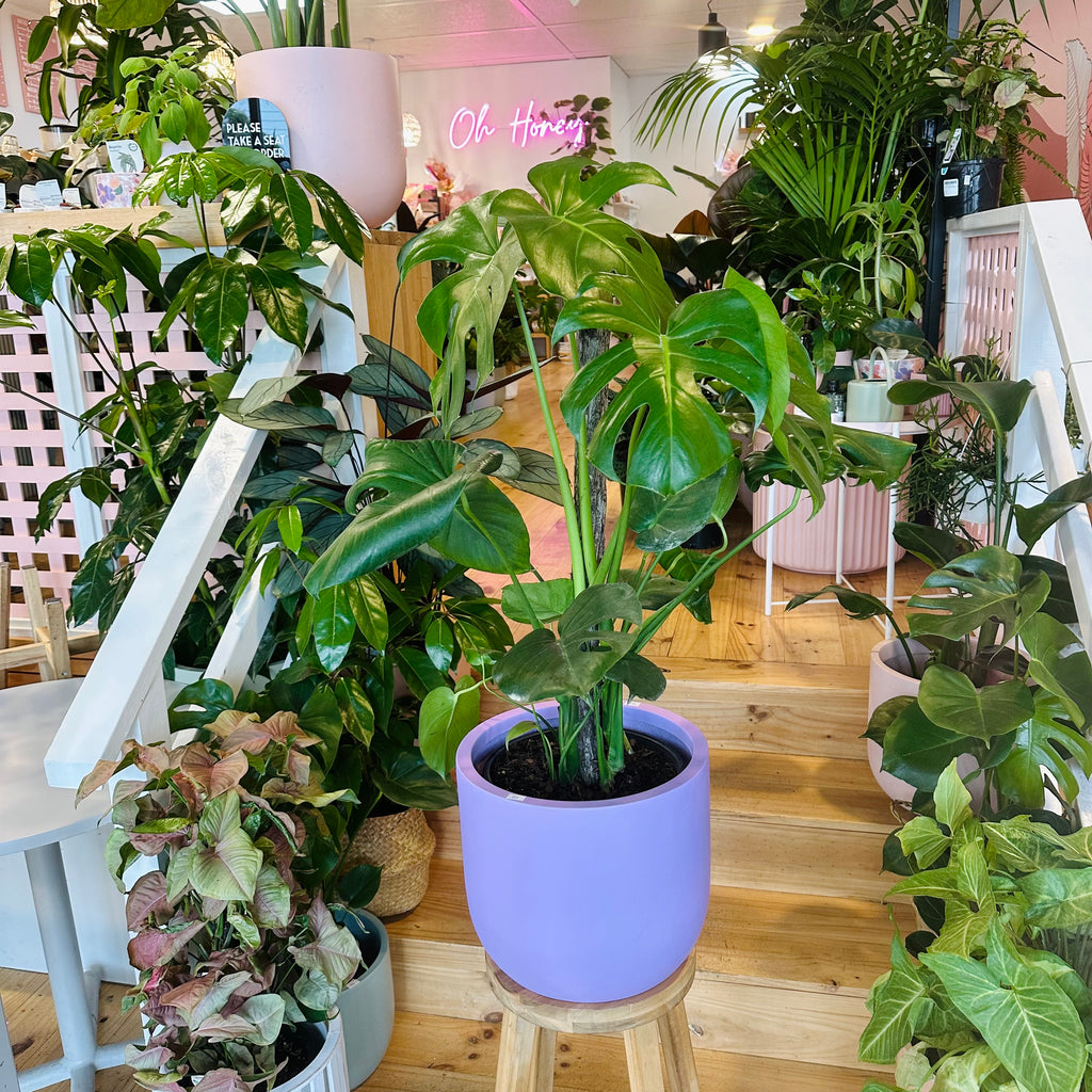 Monstera Deliciosa - 250mm (Pot Combo Option)