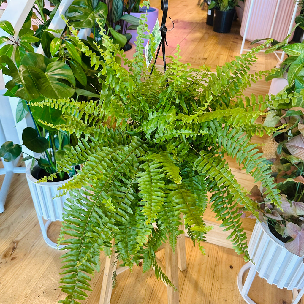 Bostern Fern - Hanging Basket