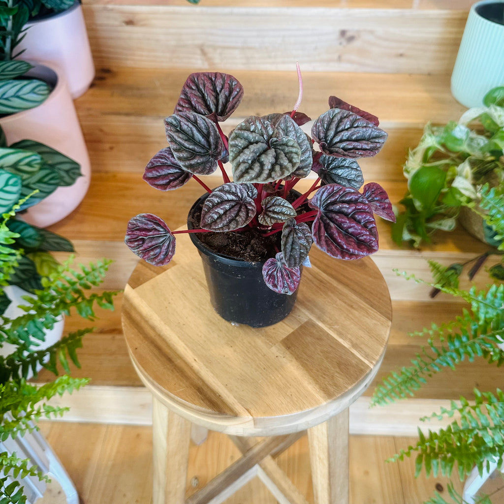 Peperomia ‘Red Luna’ - 130mm (Pot Combo Option)