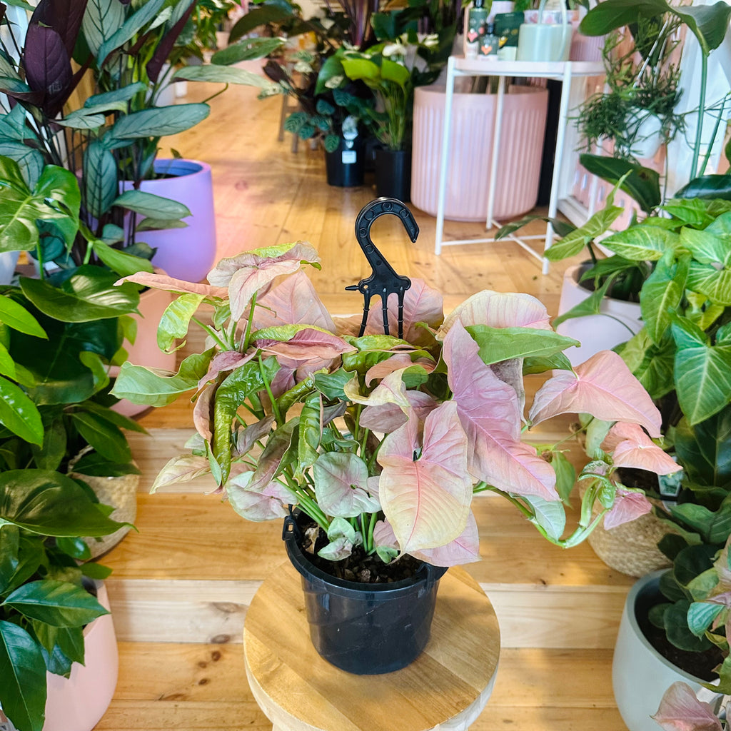 Syngonium Neon (Hanging Basket) - 175mm
