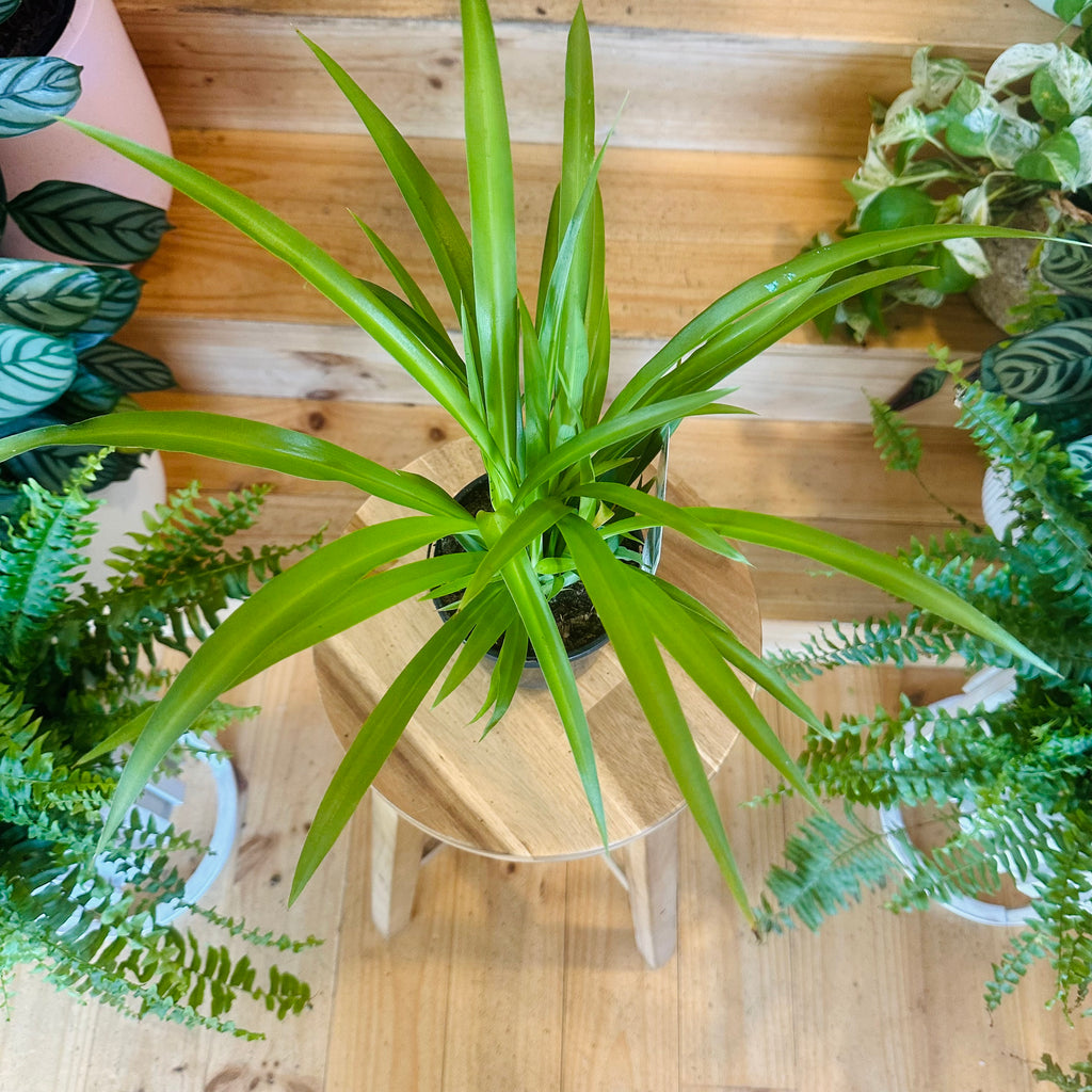 Green Spider Plant - 130mm (Pot Combo Option)