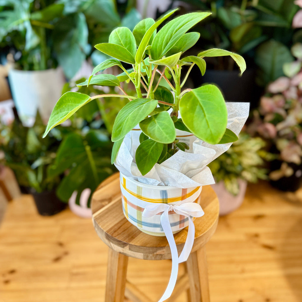 Peperomia Vestita 120mm + Pot Combo