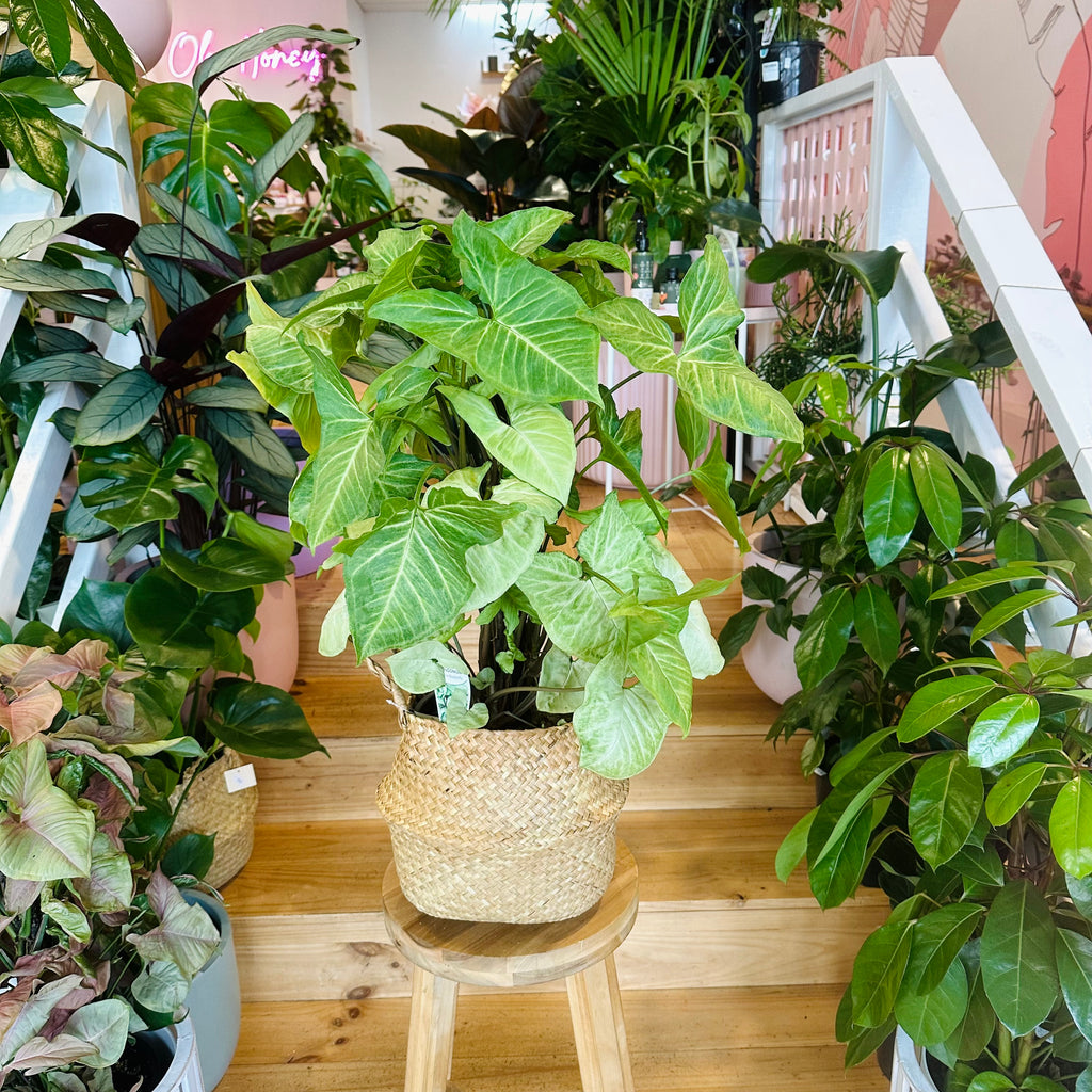 Syngonium White Butterfly - 200mm (Pot Combo Option)