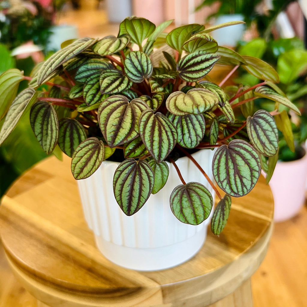 Peperomia Banda 95mm + Pot Combo