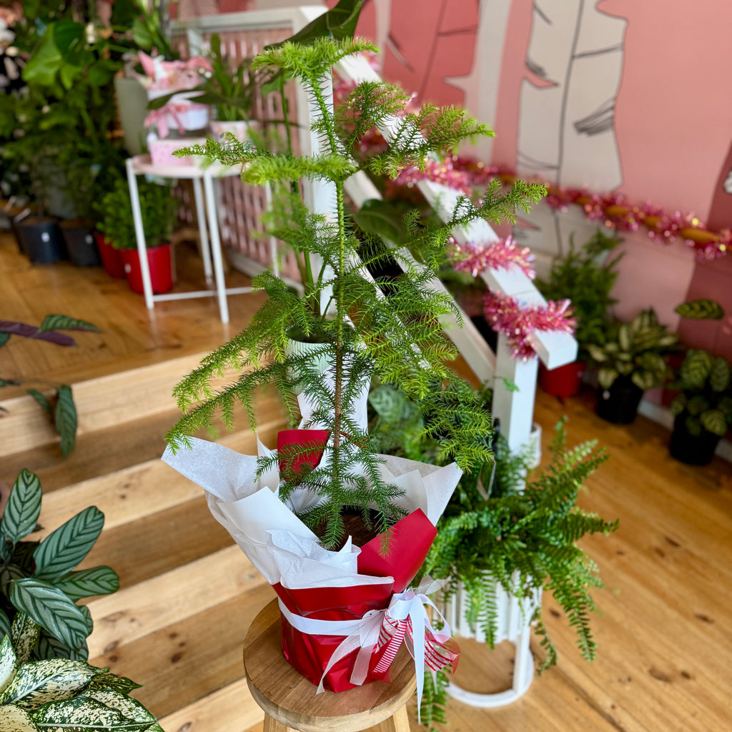 Christmas Tree - Norfolk Pine