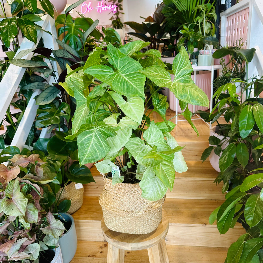 Syngonium White Butterfly - 200mm (Pot Combo Option)