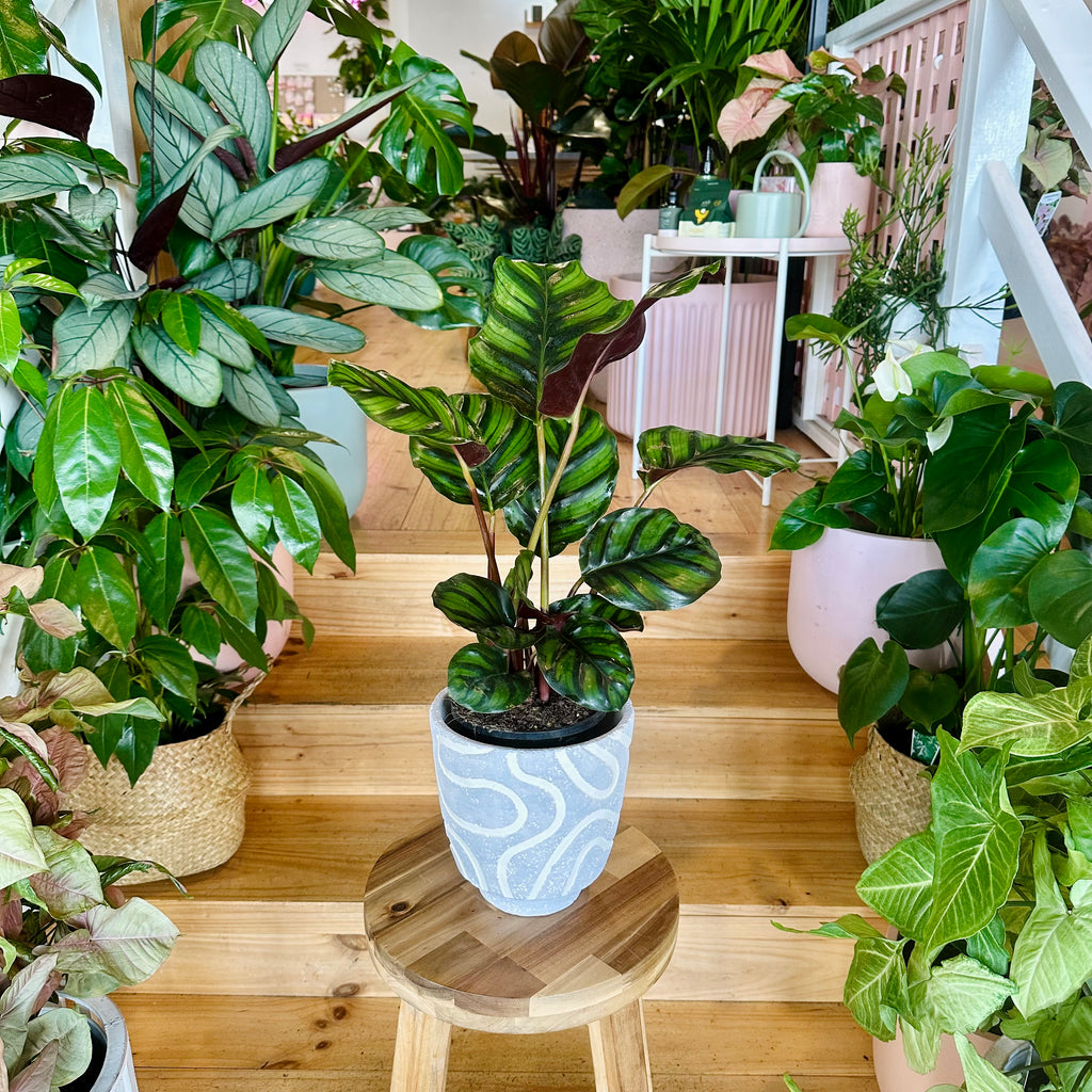 Pinstripe Fasciata Calathea - 140mm (Pot Combo Option)