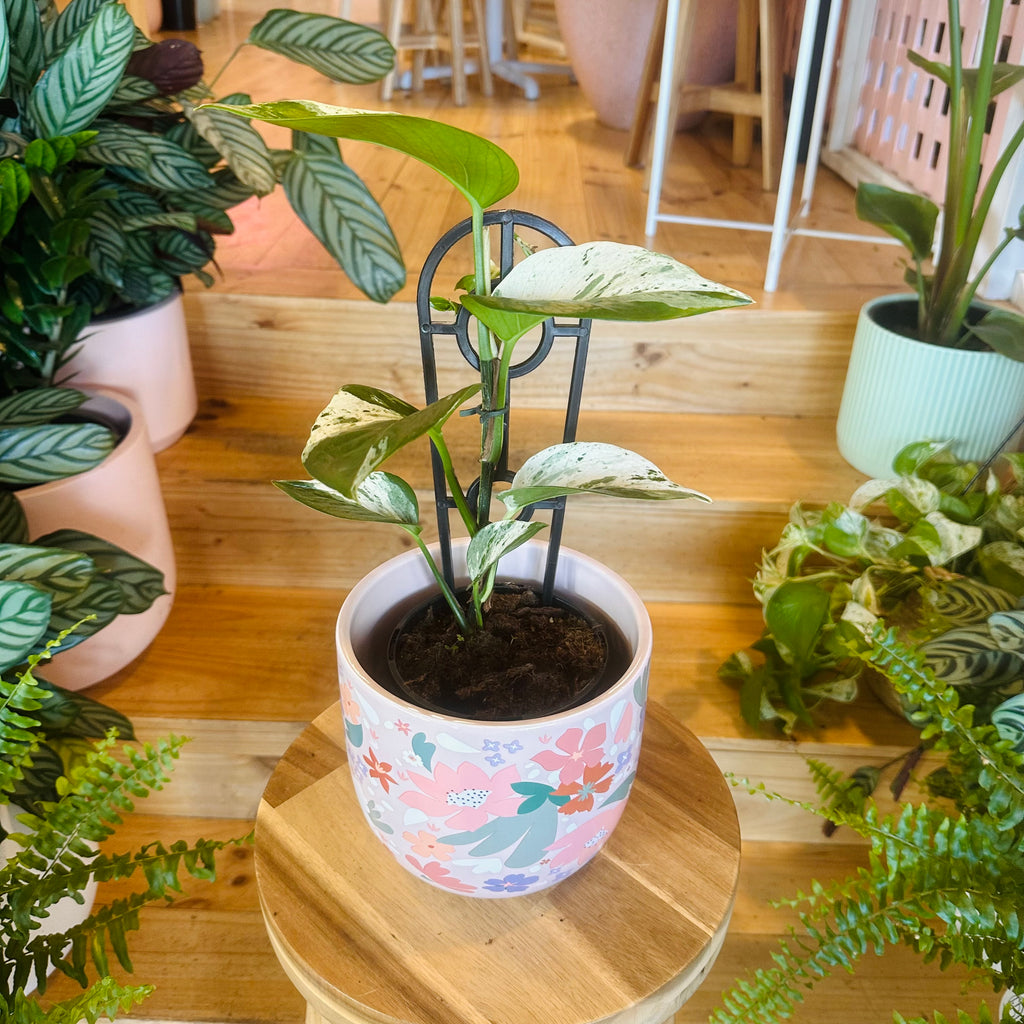 Pothos ‘Snow Queen’ - 130mm (Pot Combo Option)