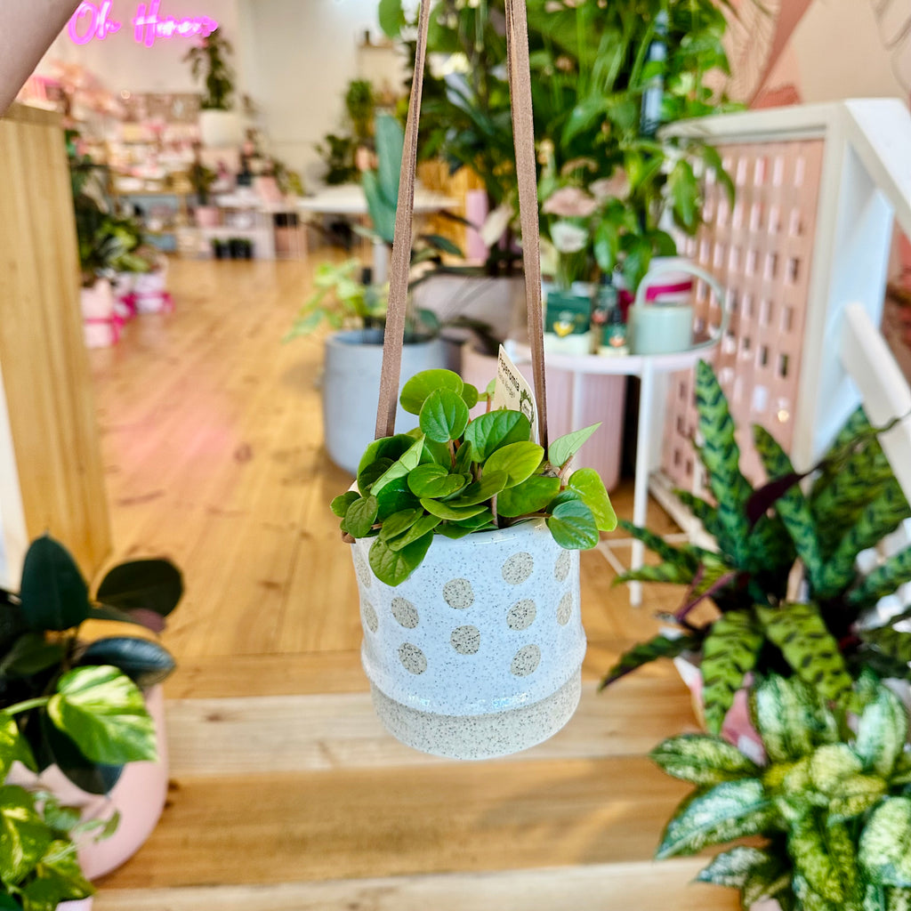 Mini Hanging Basket & Plant Combo