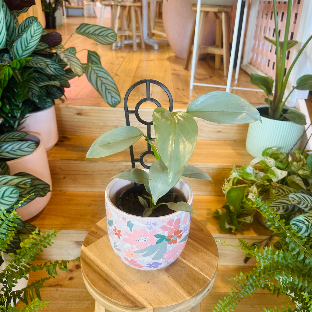 Philodendron ‘Sliver Sword’ - 130mm (Pot Combo Option)