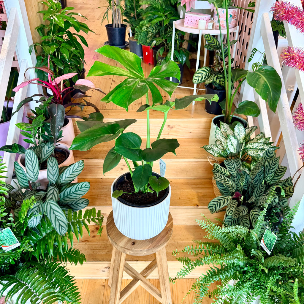 Monstera Deliciosa - 200mm (Pot Combo Option)