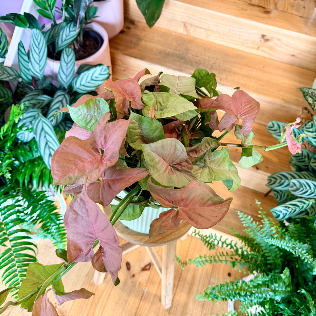 Syngonium Neon - 200mm (Pot Combo Option)