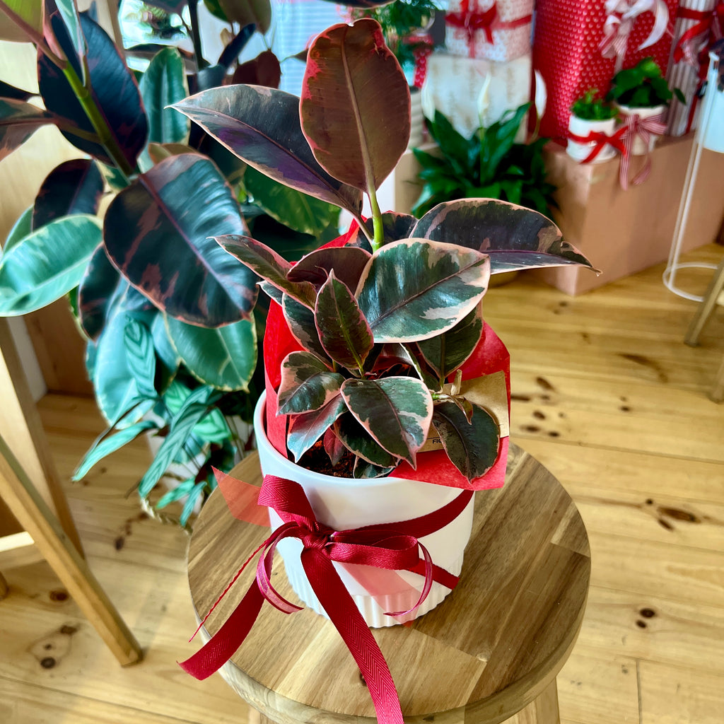 Ruby Rubber Plant + Pot Combo 120mm