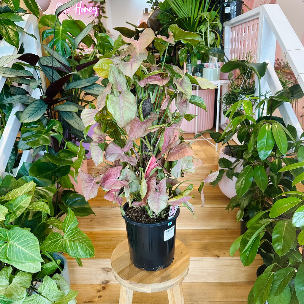 Syngonium Neon - 200mm (Pot Combo Option)