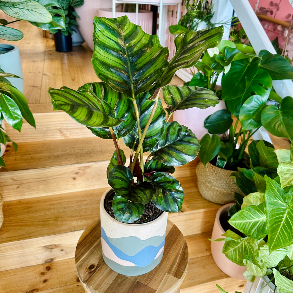 Pinstripe Fasciata Calathea - 140mm (Pot Combo Option)