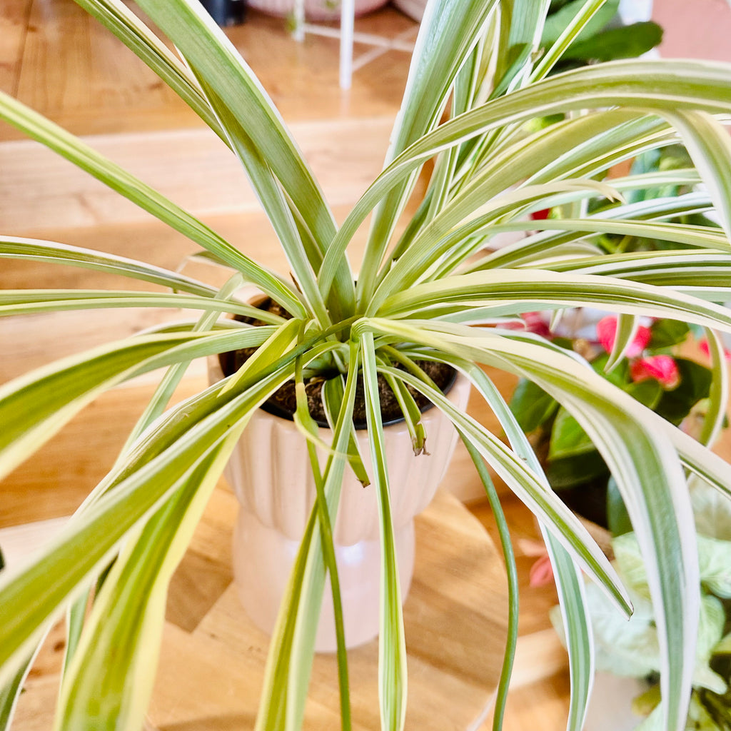 Spider Plant - 120mm (Pot Combo Option)