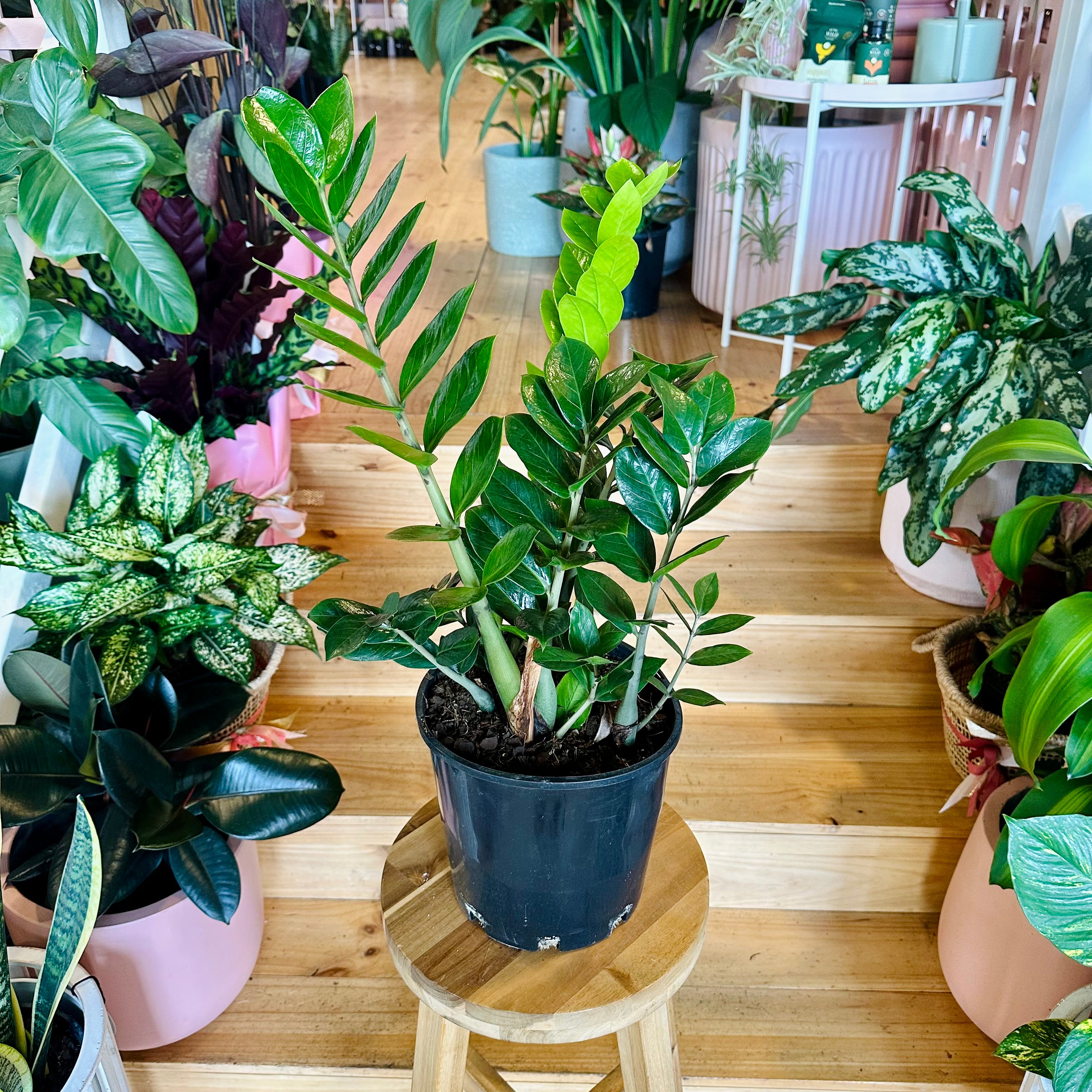 Zanzibar Gem -Indoor Plants -Geelong -Christmas Gift Plants -Delivery