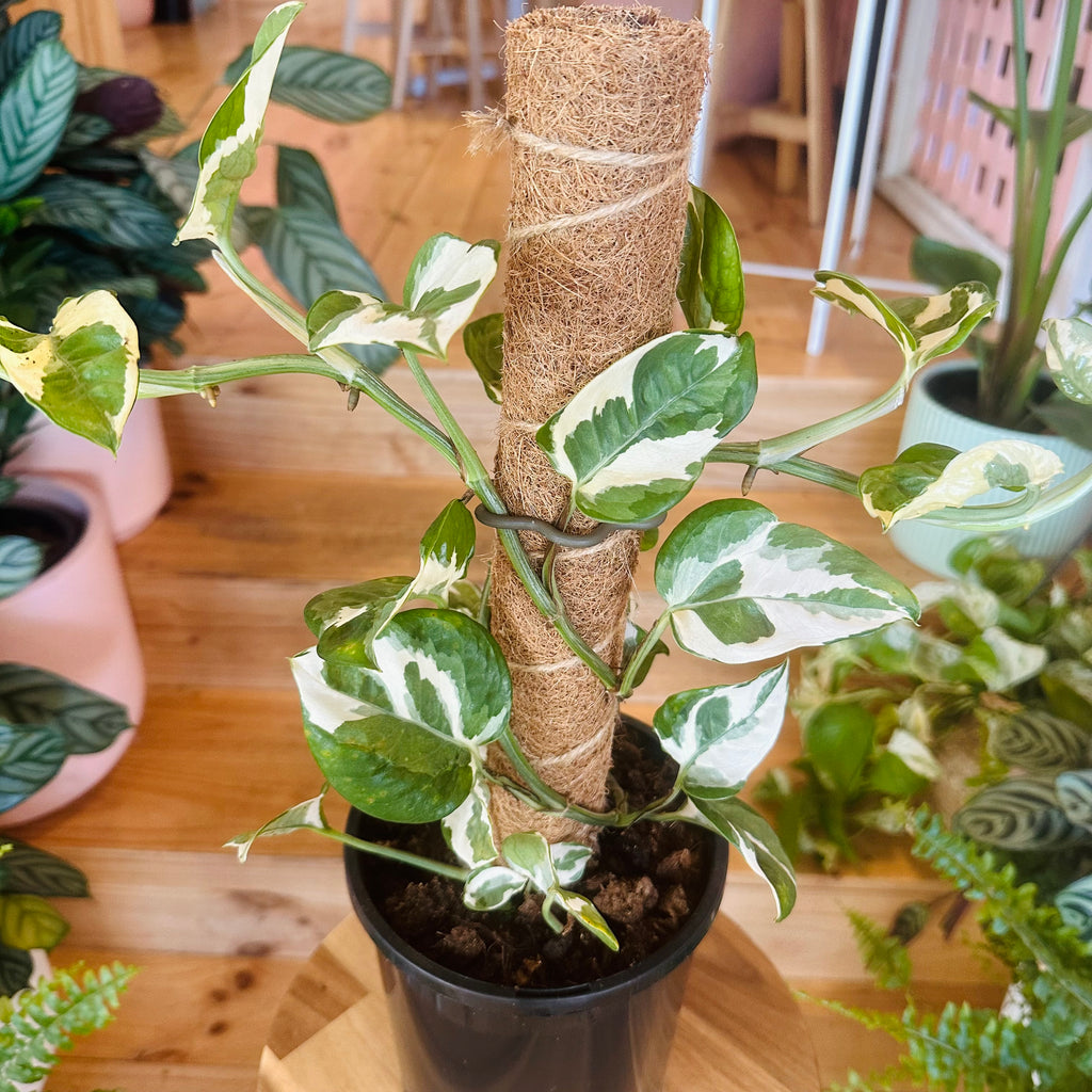 Pothos ‘Snow Queen’ - 170mm