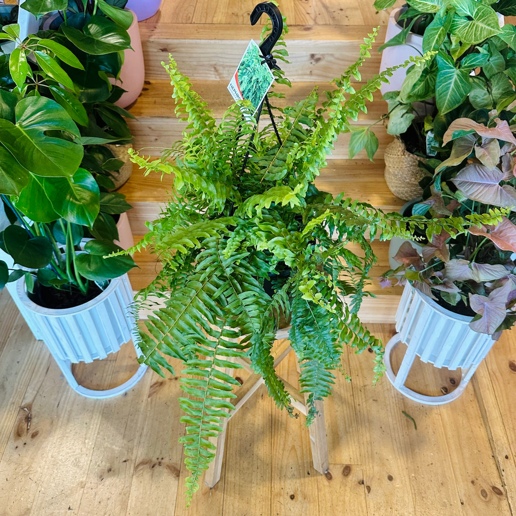 Bostern Fern - Hanging Basket