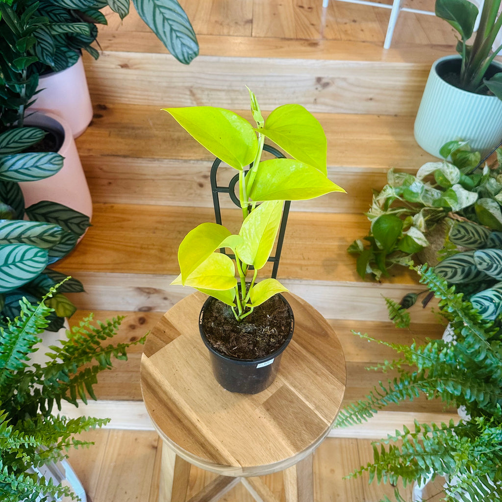 Pothos ‘Goldilocks Gold’ - 130mm (Pot Combo Option)