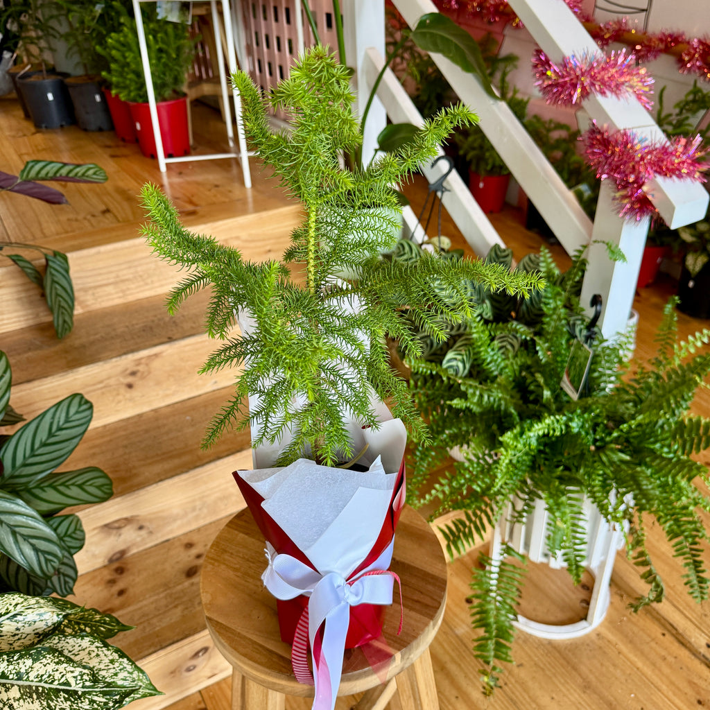 Christmas Tree - Norfolk Pine