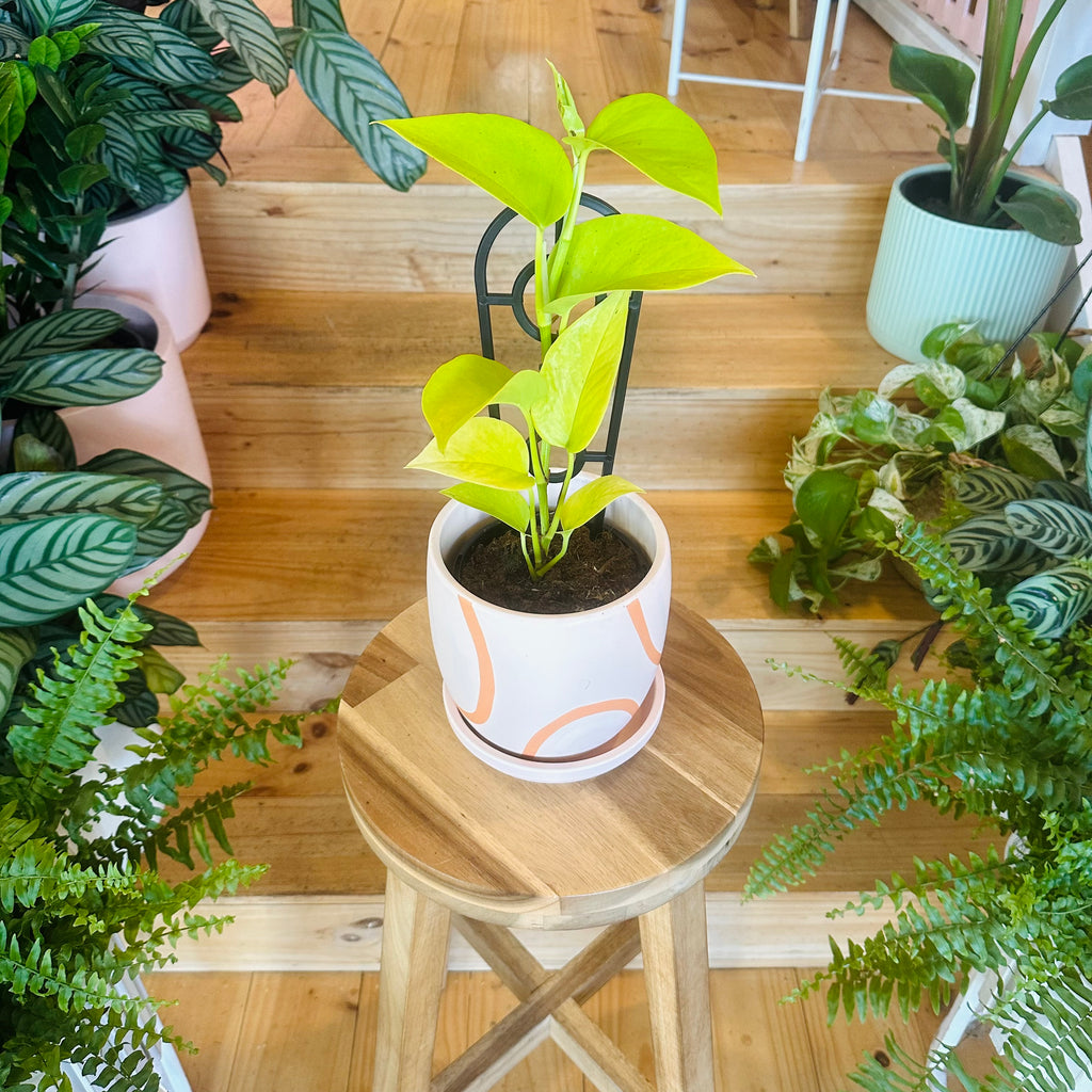 Pothos ‘Goldilocks Gold’ - 130mm (Pot Combo Option)