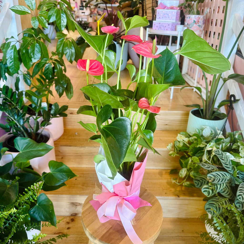 Anthurium (Assorted Colours) - 140mm