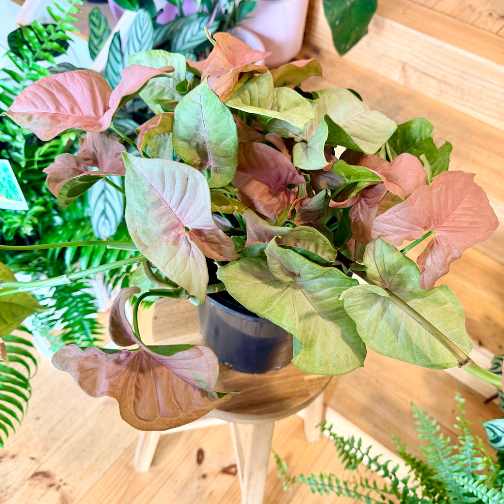 Syngonium Neon - 200mm (Pot Combo Option)