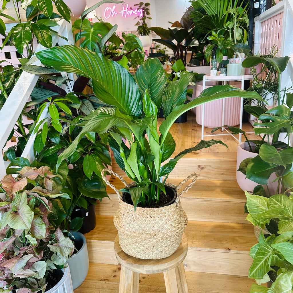 Peace Lily - 200mm (Pot Combo Option)